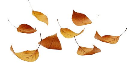 Naklejka premium Autumn leaves falling from a tree isolated on transparent background