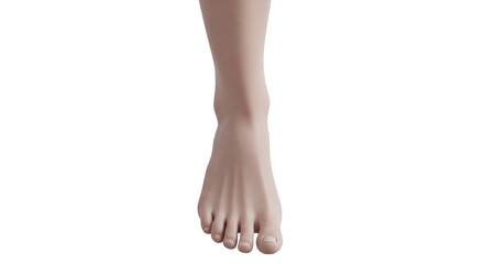 Obraz premium Isolated human foot showing toes and ankle from a person standing in front view