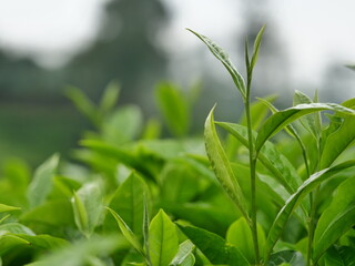 fresh green grass tea
