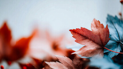 Macro photo of a dry autumn maple leaf with unique blue and red tones on a light blue background. Contrast, detailed texture, vibrant colors perfect for abstract nature, seasonal and design concepts.
