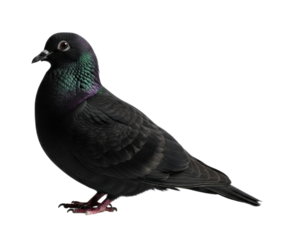 Black Pigeon Bird with Iridescent Neck Feathers cutout isolated transparent bg png