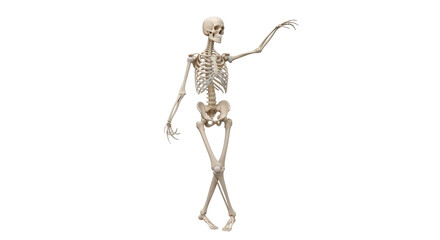 Isolated human skeleton anatomy standing pose model, with outstretched arm, body representation