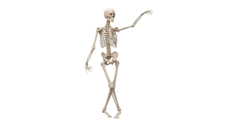 Isolated human skeleton anatomy standing pose model, with outstretched arm, body representation