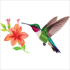 hummingbird and flower