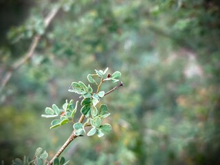 A macro shot of a delicate plant's leaf, its details accentuated against a blurred backdrop of a verdant, natural setting.