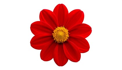 Single vibrant red flower with yellow center.  Close-up, top view.  Rounded, symmetrical form with many overlapping petals.  Isolated against white background