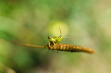 A vibrant green grasshopper perched delicately on a fresh blade of grass