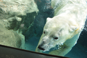 日本平動物園で泳ぐホッキョクグマ