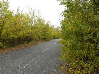 Obraz premium road in the forest