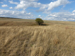 Lonely Tree Standing Alone in the Vast Steppe