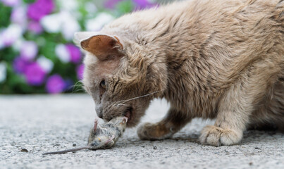 Grey cat predator caught a mouse and holds it in his teeth. House cat caught a grey mouse in the summer garden and holds tightly in the teeth. Portrait of a street cat eating a field mouse close up. 