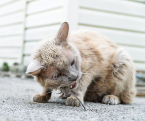 Grey cat predator caught a mouse and holds it in his teeth. House cat caught a grey mouse in the summer garden and holds tightly in the teeth. Portrait of a street cat eating a field mouse close up. 