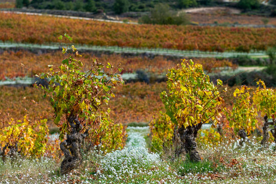 Autumn vines with red and yellow leaves forming structured vineyard lines in agricultural landscape representing Spanish viticulture and seasonal growth.