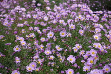 Naklejka premium Numerous pink flowers of Michaelmas daisies in October