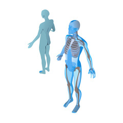 3d rendered illustration of a human x ray skeleton