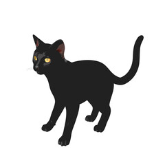 black cat isolated on white
