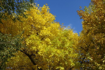 Unclouded blue sky and autumnal foliage of Fraxinus pennsylvanica in October