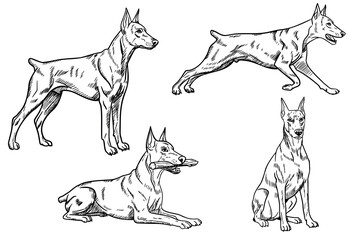 Four sketches of a Doberman dog in various poses, showcasing its athletic build and alert demeanor. The illustrations highlight the breed's distinctive features.
