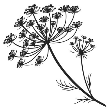 Black silhouette of a dill plant with umbel flowers