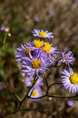 Fototapeta premium wild flowers in the forest
