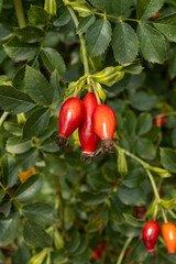Red Berries on a bush