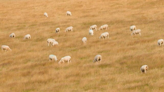 Sheep Grazing Peacefully in Highland Pasture at Dusk