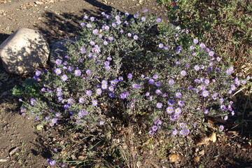 Obraz premium Subshrub of violet Michaelmas daisies in bloom in mid November