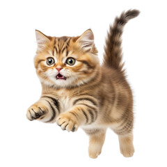Obraz premium Playful Exotic Shorthair kitten jumping and pouncing on Isolated transparent background png. generated with AI