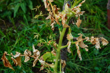 Fototapeta premium Tips of the leaves of tomato bush have died due to infection with a parasitic disease. The branch is still green, symptoms and appearances, assessment of the consequences in agriculture