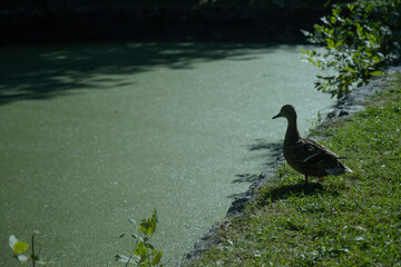 Duck-by-green-pond-silhouette