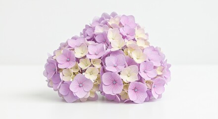 A cluster of purple  yellow hydrangeas sits on a white surface softly lit showing delicate petal details