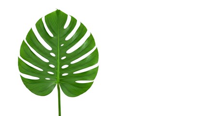A green perforated Monstera leaf stands against a bright white background
