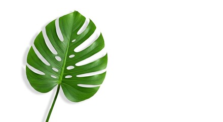 A green monstera leaf with cutouts set against a plain white backdrop
