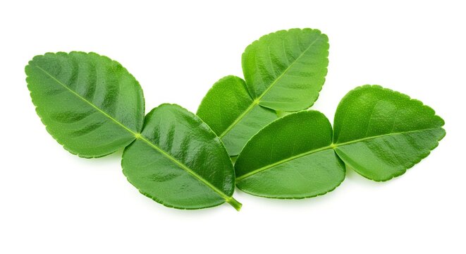 Green kaffir lime leaves with a shiny texture arranged on a white surface