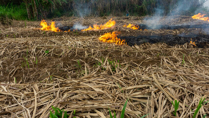 Fire in a Dry Sugarcane Field