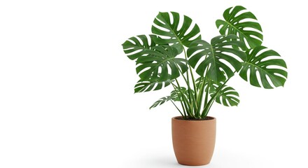 A potted Monstera plant with large split leaves in a terracotta pot on a white background
