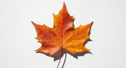 A single maple leaf showing vibrant reds oranges and yellows lies on a plain white surface casting a distinct shadow