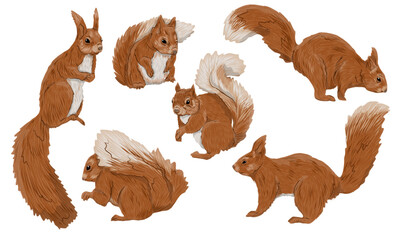 Fototapeta premium A set of common squirrels Sciurus vulgaris. A Eurasian red squirrel sits and runs. A realistic vector animal of Eurasia.