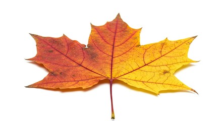 Obraz premium An autumn maple leaf with red and yellow hues on a white background