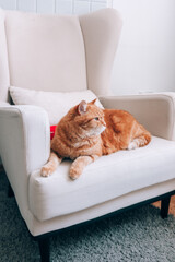 A ginger cat is resting on a chair in the room.