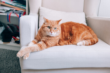 A ginger cat is resting on a chair in the room.