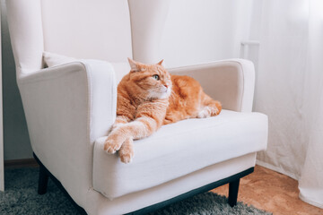 A ginger cat is resting on a chair in the room.