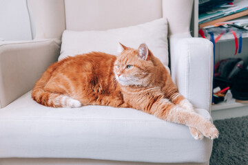 A ginger cat is resting on a chair in the room.