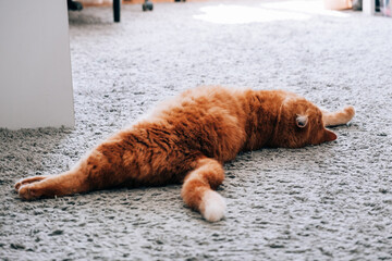 A ginger cat is resting on the floor in the room. Sleeping on the carpet.