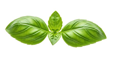 Fototapeta premium Three basil leaves two larger at the sides and one smaller in the middle against a plain white backdrop