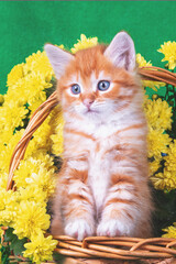 Cute red and white kitten in a basket with yellow chrysanthemum flowers on a green background