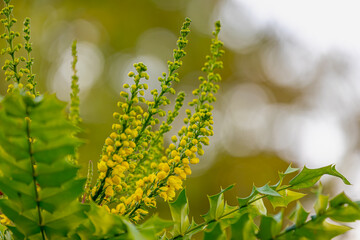 Selective focus of yellow flowers with raindrops, Mahonia japonica is a species of flowering plant in the family Berberidaceae, Berberis japonica in the garden with green leaves, Nature background.