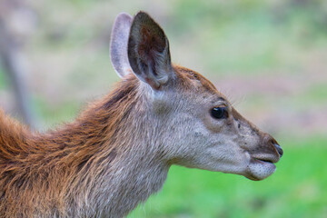 Portrait eines jungen Hirsches