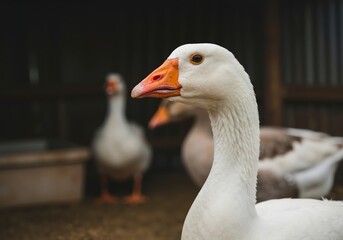 Obraz premium Close-up portrait of a white domestic goose on a farm. Detailed headshot of a bird with an orange beak in a barn. Farm animal and agriculture concept