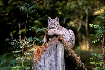 Luchs